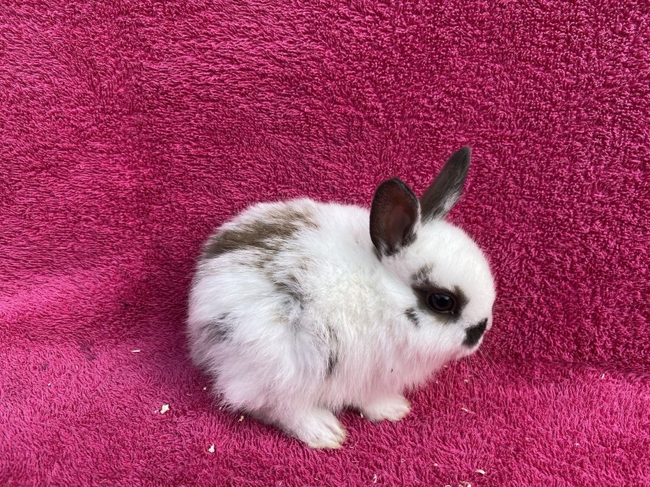 Декоративные кролики