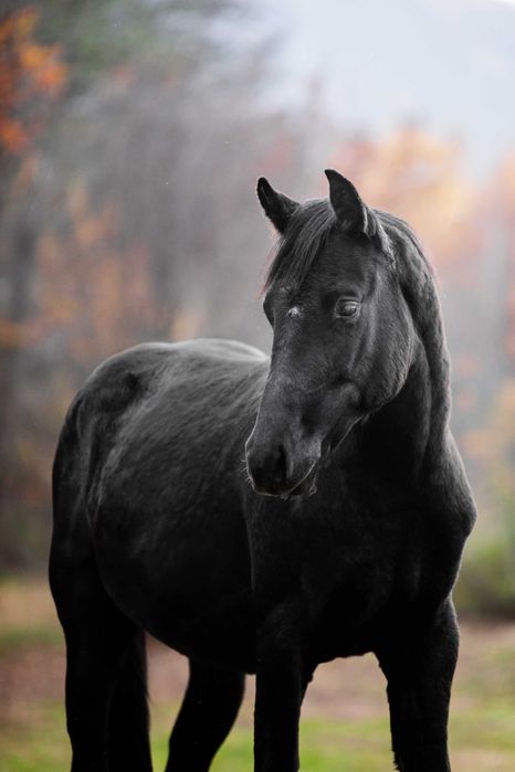 Ogier polski koń sportowy pełne pochodzenie PKS Holsztyn Zangersheide