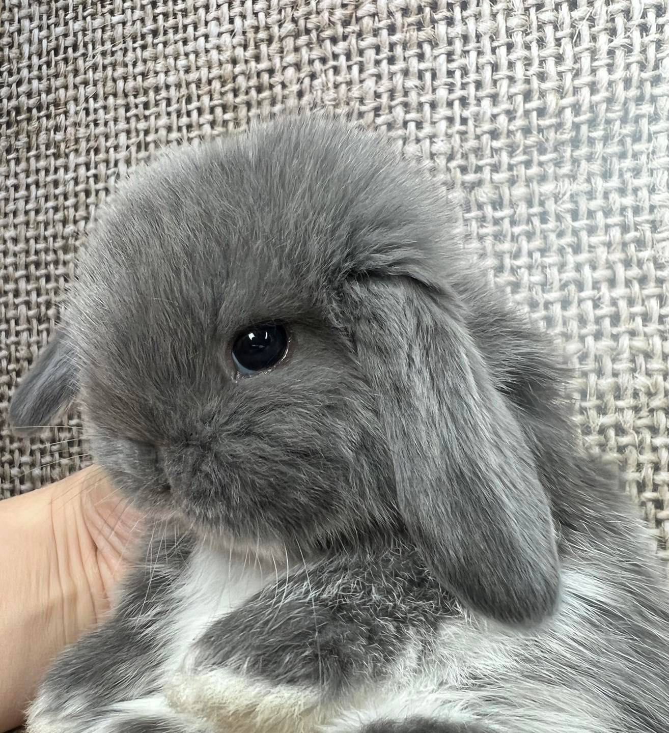 Mini lop zarejestrowana hodowla