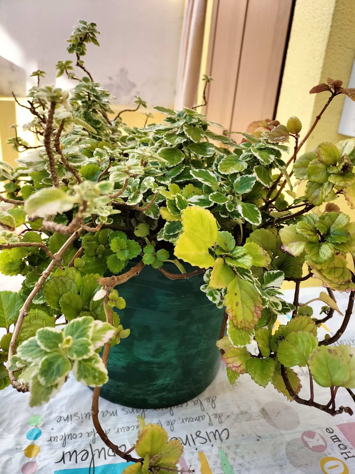 Plantas duplas no mesmo espaço.