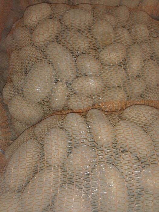 Ziemniaki jadalne  Melody 50+