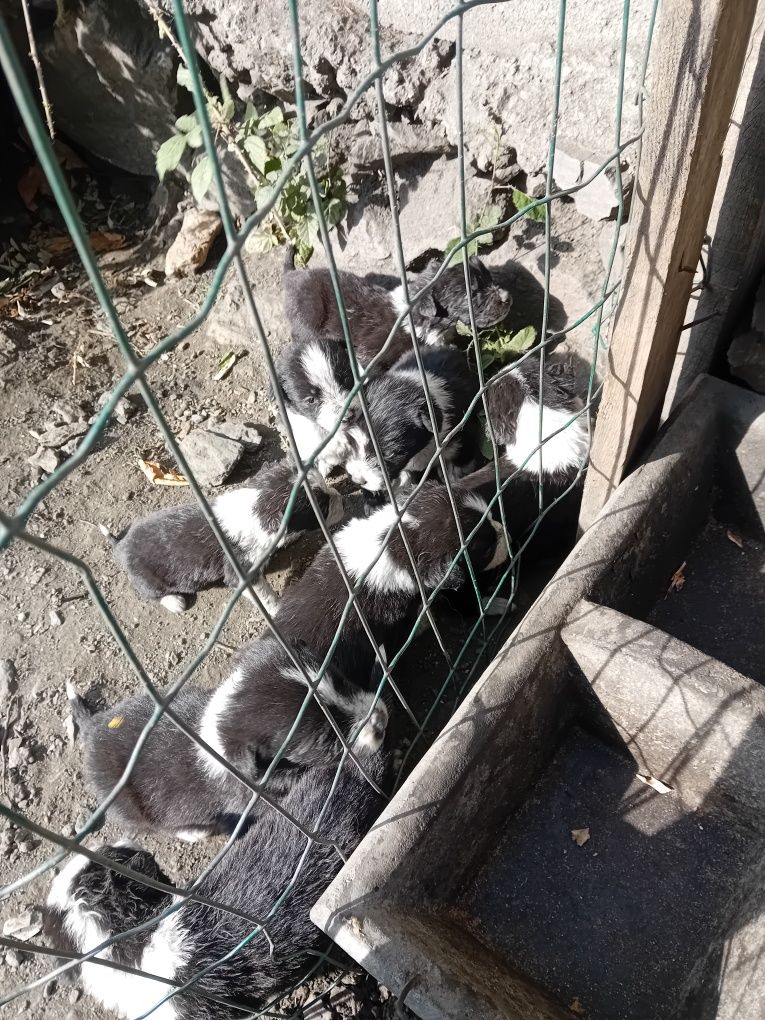 Cachorrinhos border collie