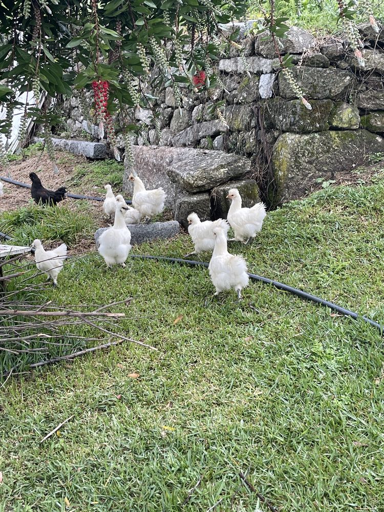 Galinhas sedosas
