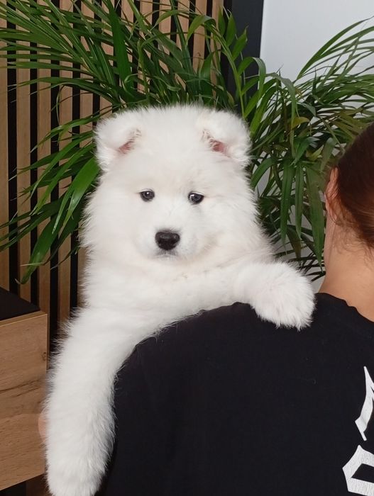 Cudny szczeniaczek rasy samoyed