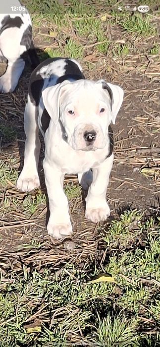 Bandog piękny szczeniak nie dog argentyński amstaff cane corso presa