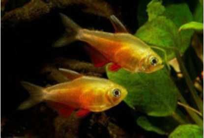 Tetra czerwona-bystrzyk czerwony