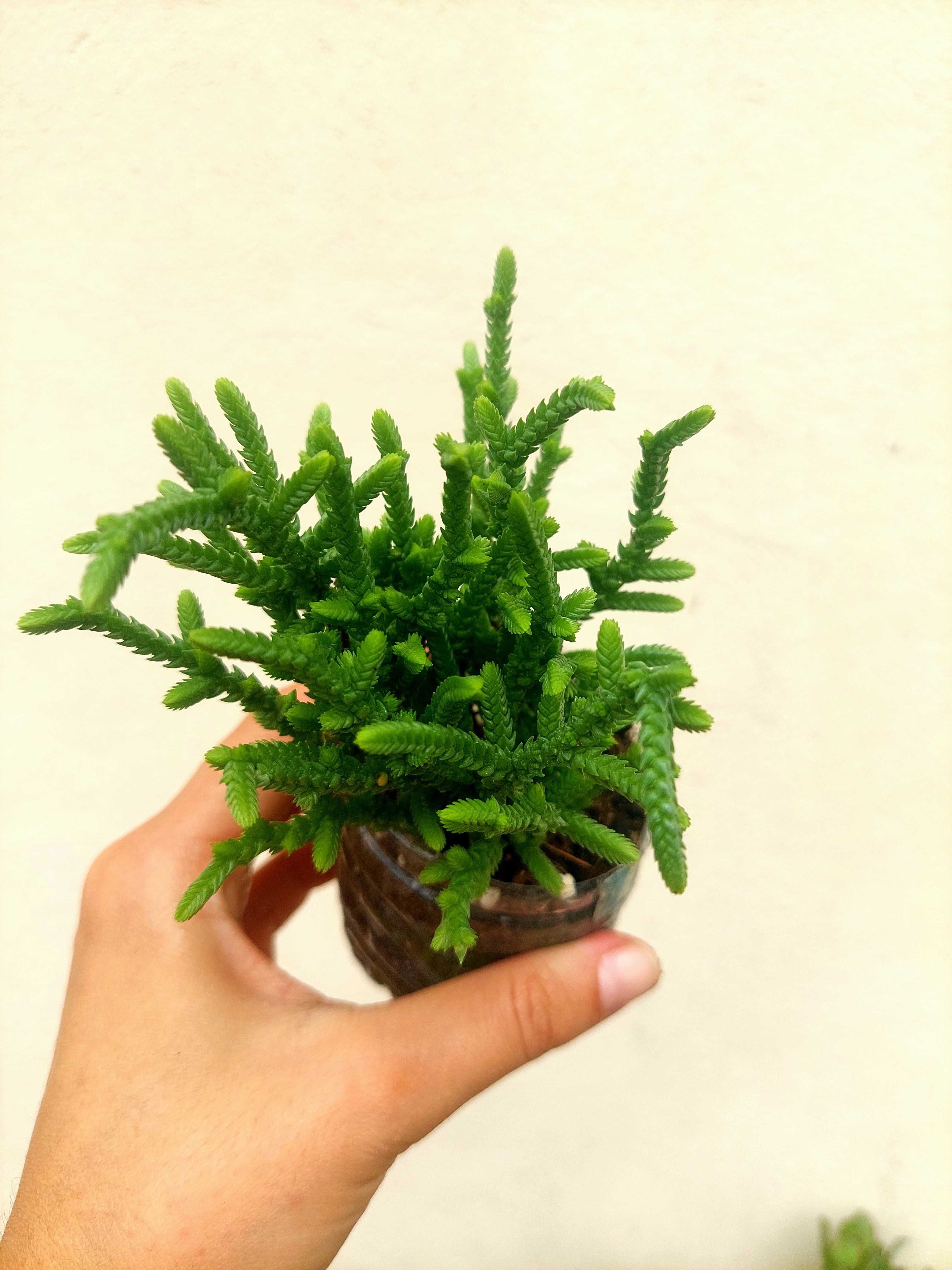 Suculentas variadas 1,5€ cada