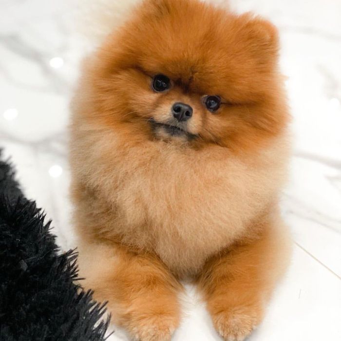 Померанський шпіц бейбі фейс міні — хлопчик і дівчинка, Черкаси