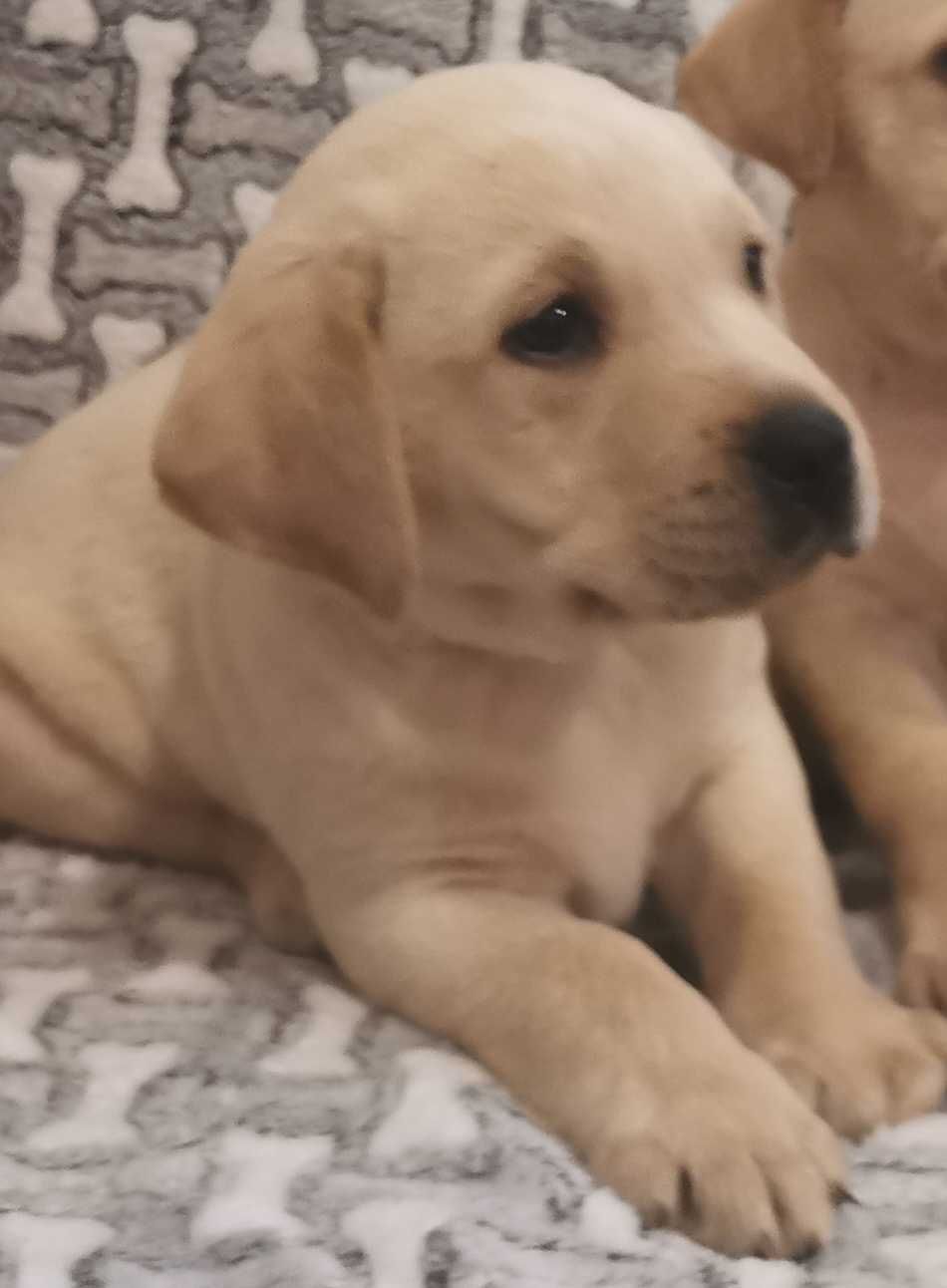 Labrador suczka biszkoptowa