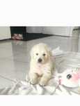 Golden retriever pies