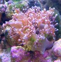 Koralowiec euphylia Ukwiał akwarium morskie  całe życie