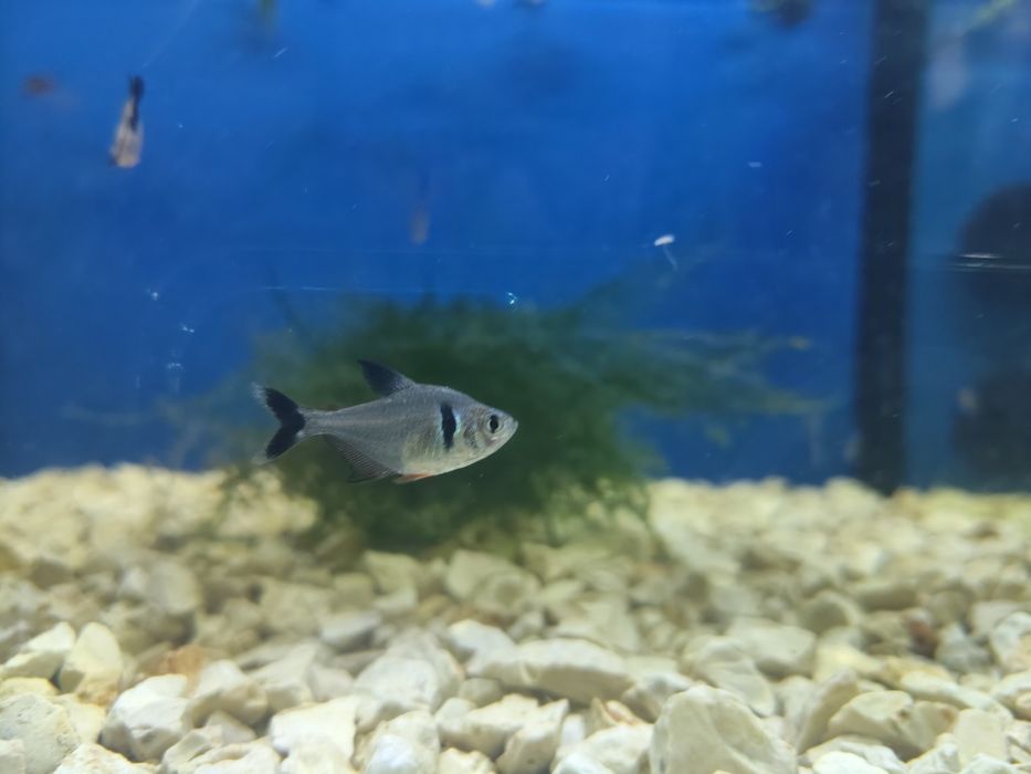 Tetra fantasma negro