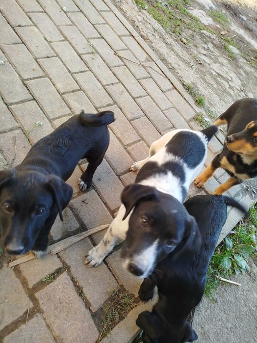 Oddam pieski szczeniaki !!!