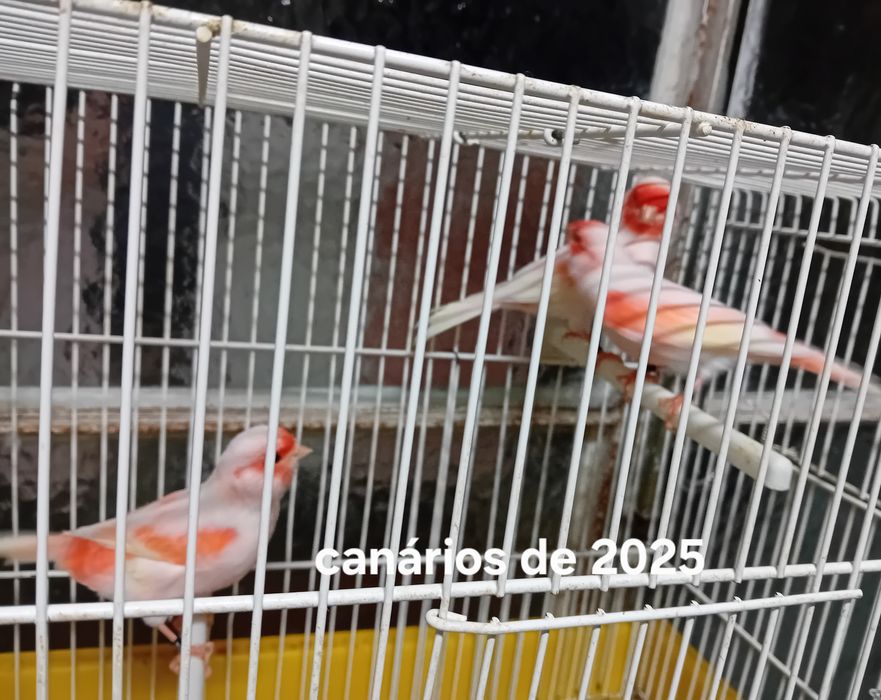 Canários mosaico de 2025