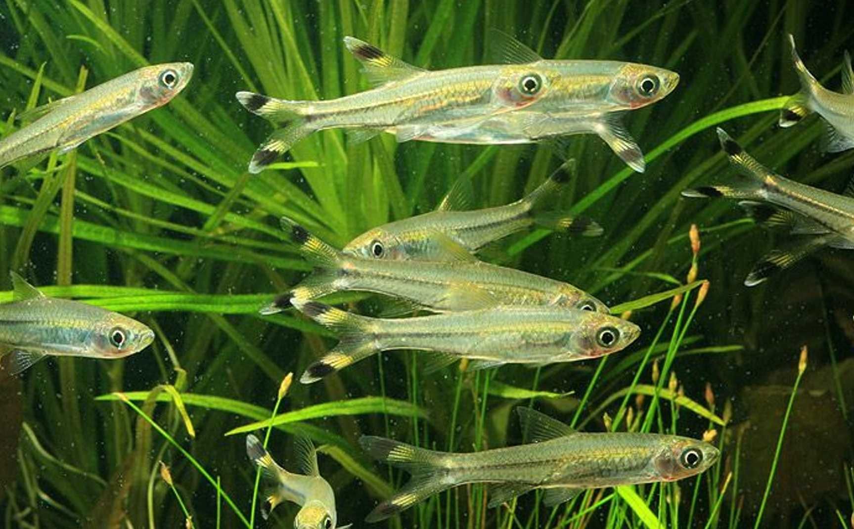 Razbora szklista- Rasbora trilineata - dowóz, wysyłka