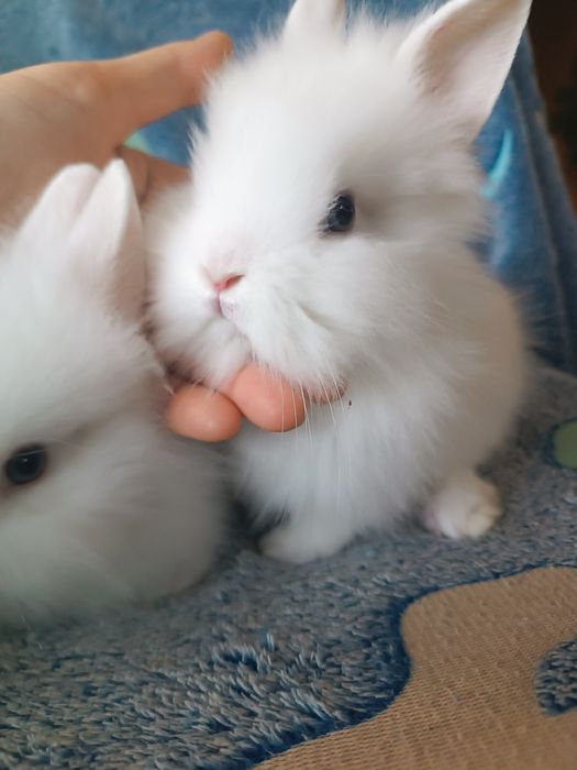 Chłopczyk królik miniaturka Teddy króliczek karzełek