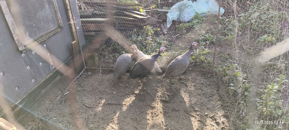 Perliki młode (lawendowe, jarzębate)