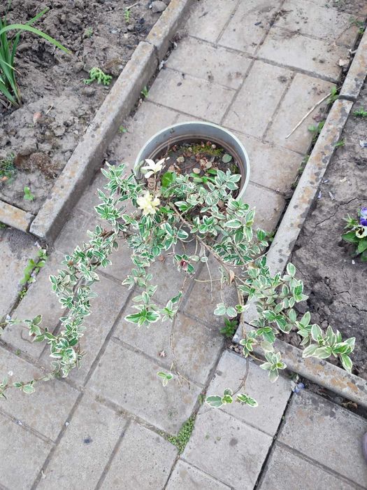 бересклет     кущ