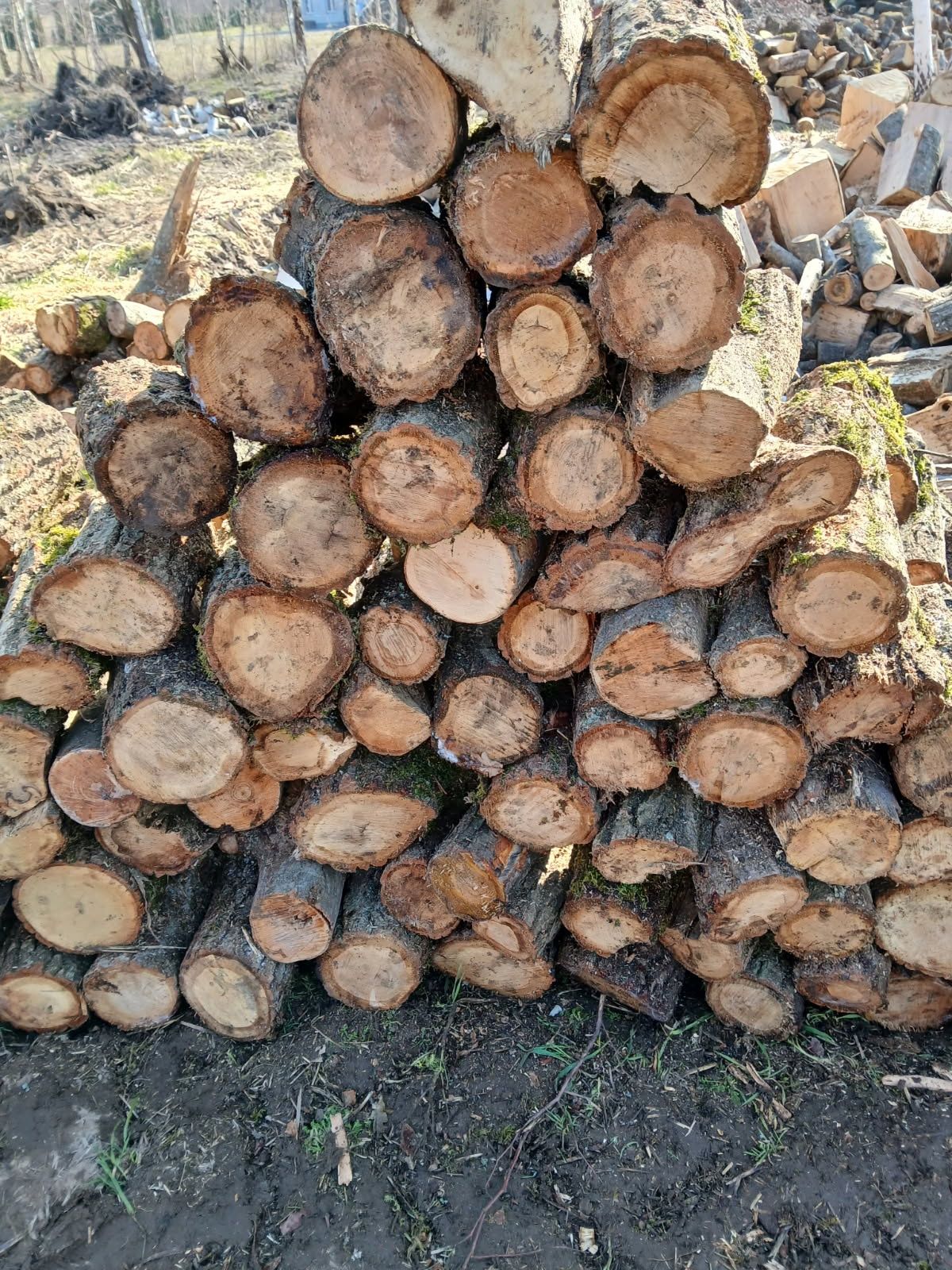 Drewno liściaste Buk-Dąb