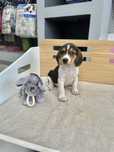 Beagle menino fantastico