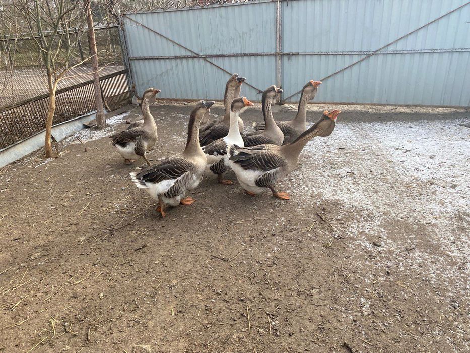 Продам гуси Холмогори