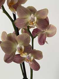 Орхідея Фаленопсис Монако. Розкішний кавовий колір.