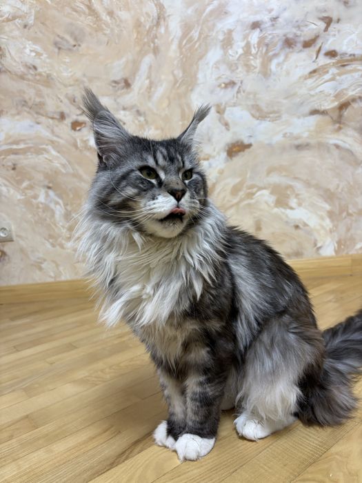 Хлопчик мейн-кун  шукає пару