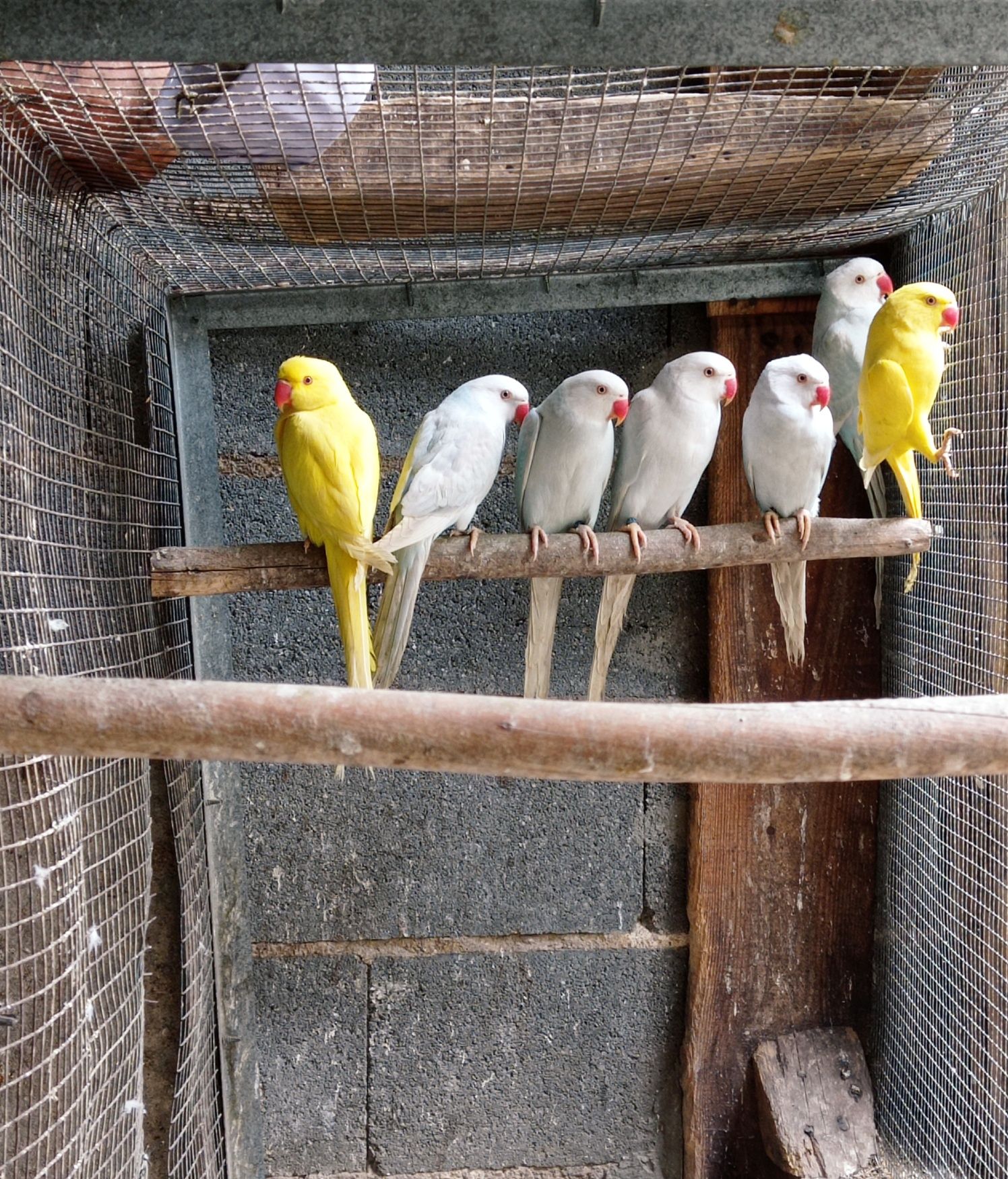 Ring Necks  Azuis