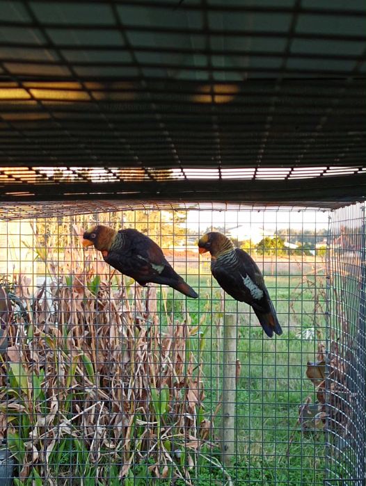 Casal de loris fuscata
