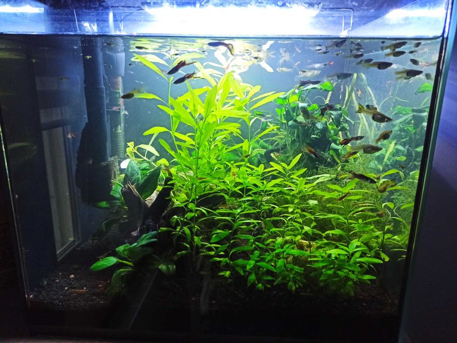 Akwarium kompletne