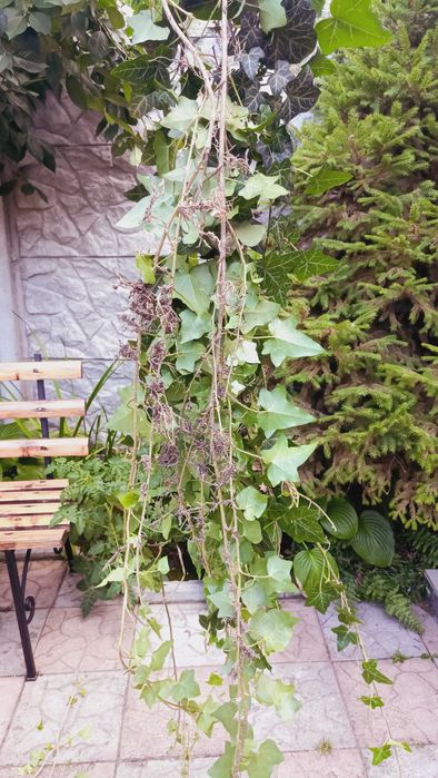 Вуличний вічнозелений плющ