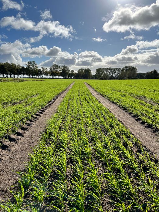 Sprzedam Pszenica Owies Pszenżyto