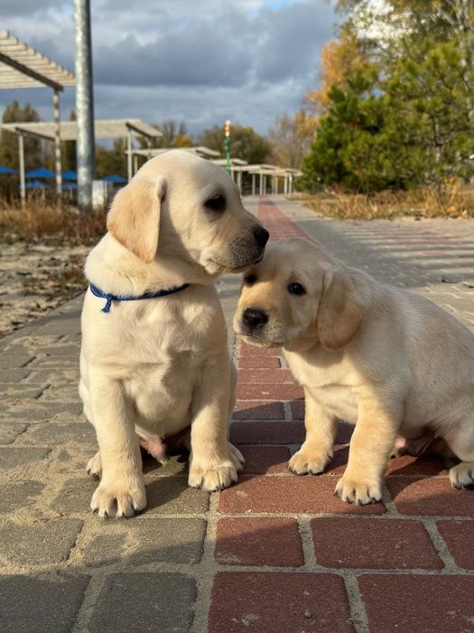 Безумовна любов - ось вона