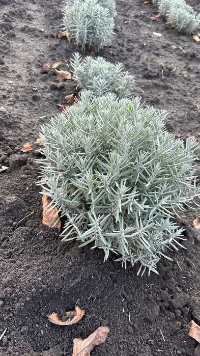 Гарні кущі лаванди