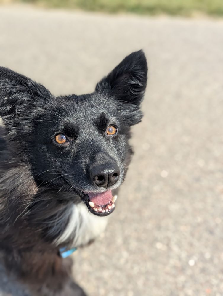 Alfa – miniaturowa piękność jak fiński lapphund