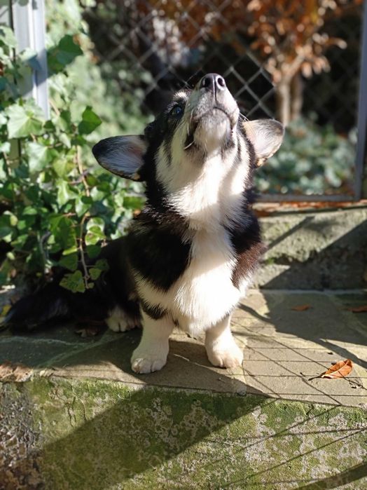 Триколорна дівчинка коргі пемброк