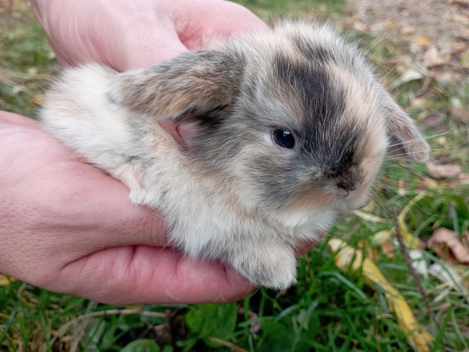 Mini lop Karzelek Teddy hodowla zarejestrowana