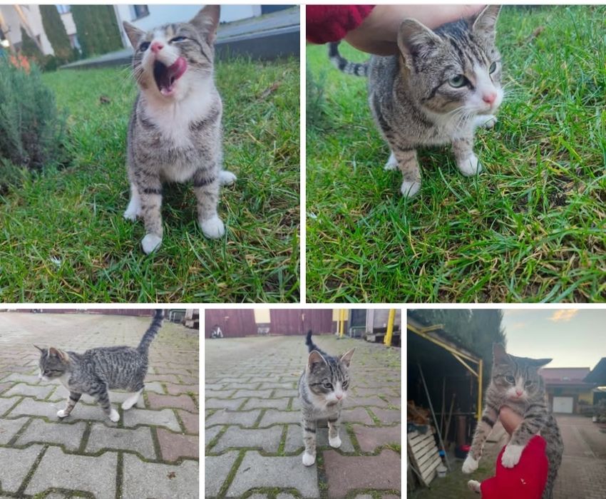 Młody kotek (kotka)