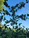 Aronia duży krzak 1.50