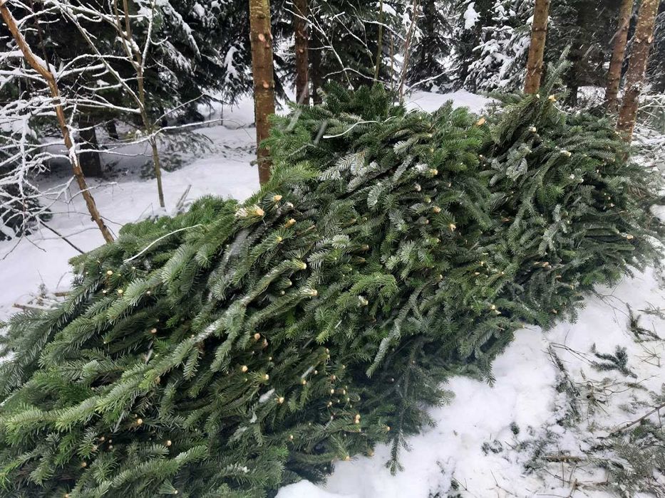 Gałęzie Jodła kaukaska nobilis