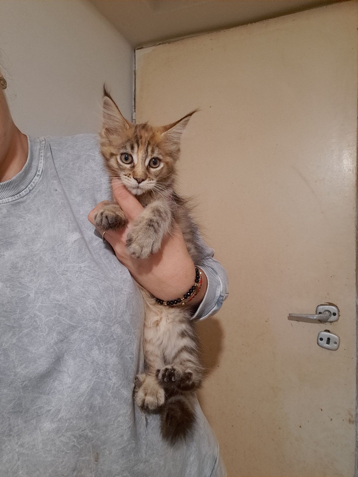 Kotła maine coon