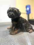 Mini suczka yorkpoo