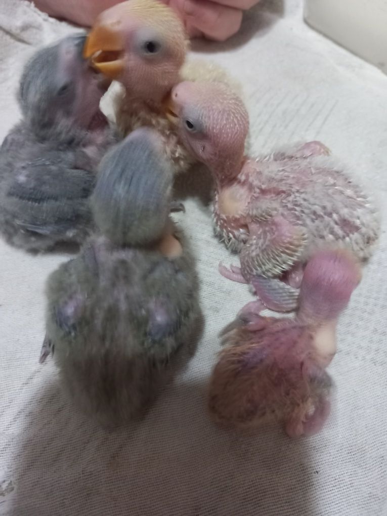 Agapornis para acabar de criar à  mão