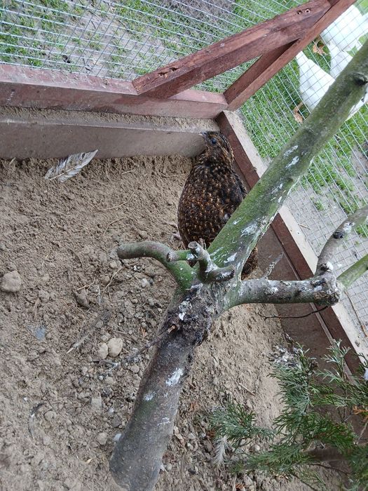 Bażanty tragopany satyry