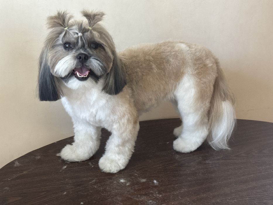 Стрижка собак Стрижка котів Ультразвукова чистка Послуги грумера