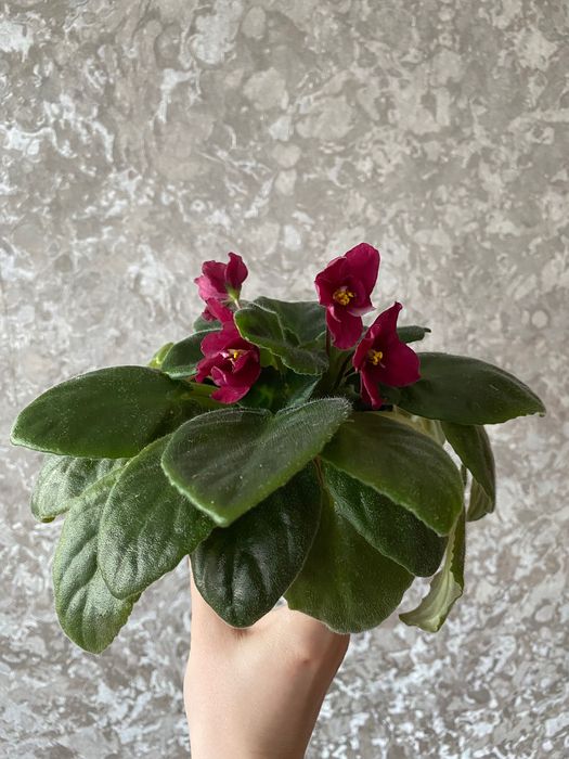 Комнатные цветы в асортименте