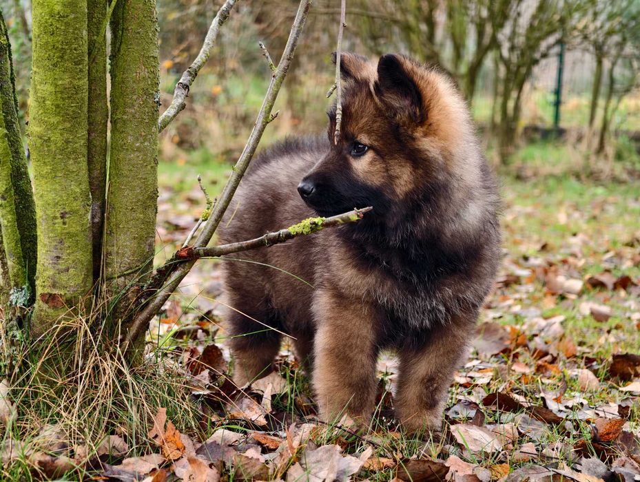 Mocna Wilczasta suczka! OWCZAREK STARONIEMIECKI Gotowa do zmiany domu!