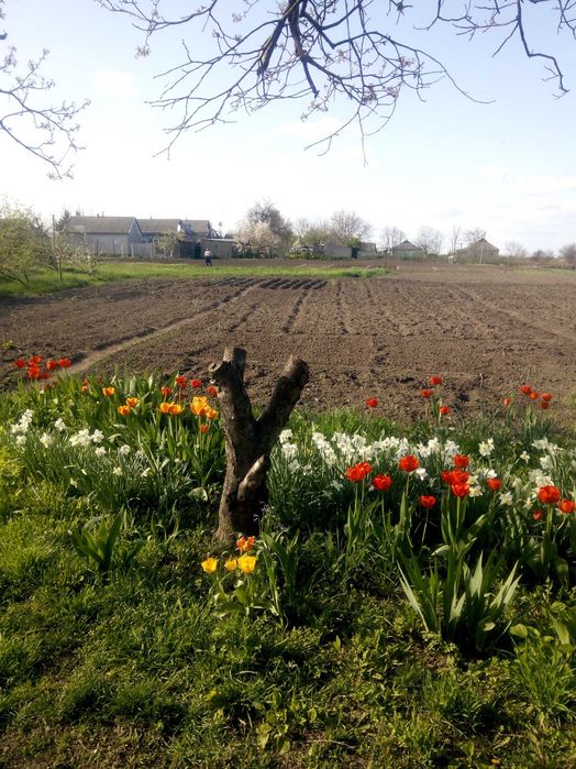 Житловий будинок