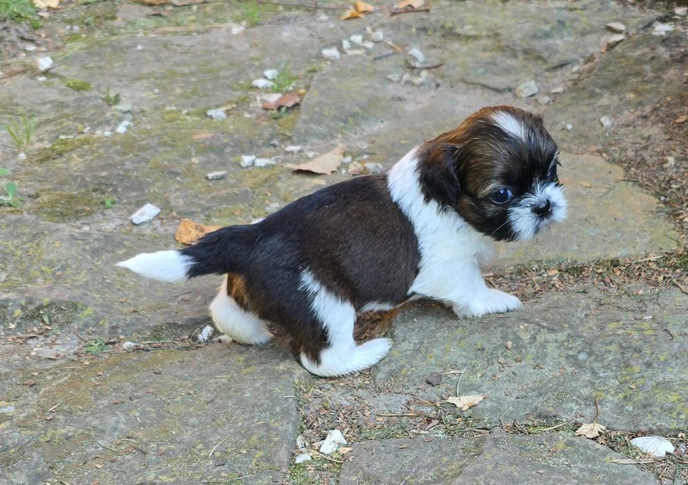 Suczka Shih- tzu tricolor