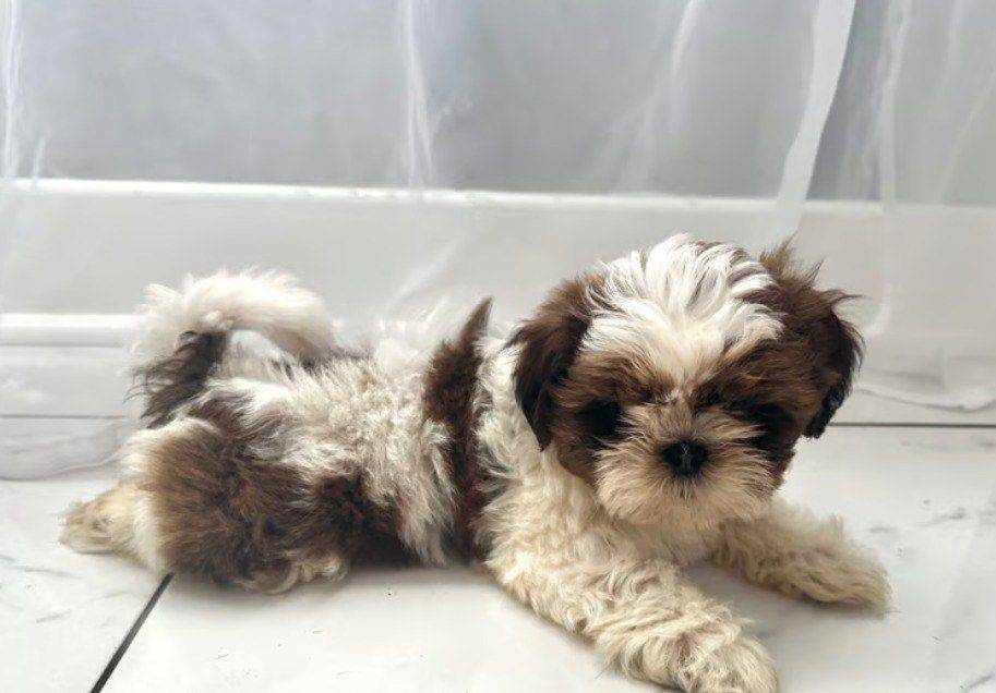 Urocze Shih Tzu gotowe do odbioru